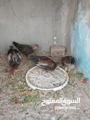  2 دجاج عرب شمسي وفري
