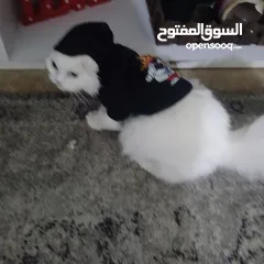  11 قطه انثى هملايا وقط ذكر مجموعة قطط صغار وكبار انثى سكوتش ستريت وقط ذكر هملايا افطس منتجين