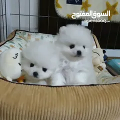  1 Home trained Pomeranian pups