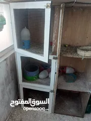  14 جوز دره شغالات انتاج