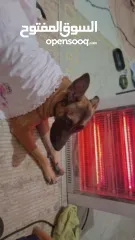  8 جراو مالينوا الأصل  للبيع  عمر عشرين يوم