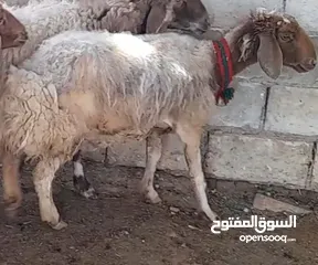  4 عقائق ذبائح اضاحي نذر بلدي اسعار حرق الموقع سحاب خشافية الشوابكه