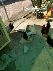  2 دجاج وديكه للبيع