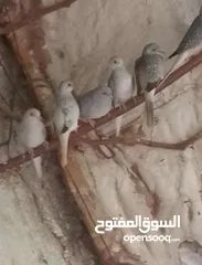  1 حمام ماسي مخاليف صحه ونضافه الجوز 20 دينار من اجود الحمام يسهل الترباي واكله خفيف جدا وغير مكلف