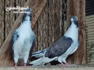  3 مجموعة زغاليل وشبابات للبيع