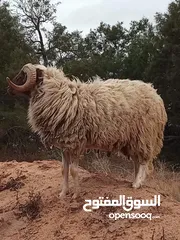  1 بسم الله مشالله فحل للبيع سنه رباع