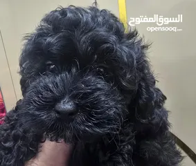  2 بودل وشيتزو poodle puppy and shitzu puppy