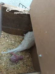  6 جوز هوغو رومو البينو عين حمرا للبيع صحه مع فرخ
