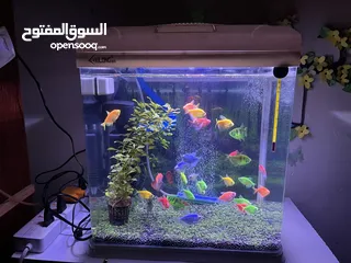  3 35 L aquarium tank,40 color full glow fish,heater,filter and oxygen motor