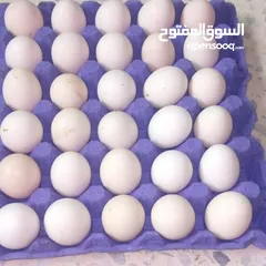  1 بيض بلدي طازج 100%