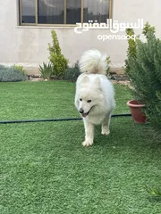  6 كلاب سامويد للبيع