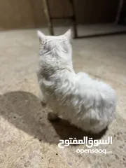  3 قطة شيرازي