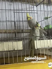  13 جواز كوكتيل جواز حب مكفول