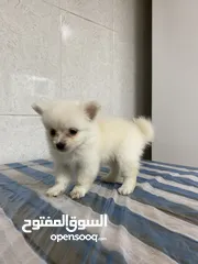  2 Baby Pomeranian in Dubai