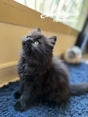  3 قطه جميله و حنونه gorgeous little playful kitten