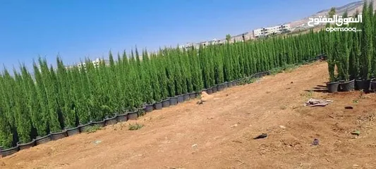  1 سرو توتم إيطالي الأصلي