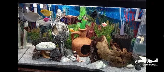  5 only all fishes sale