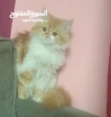  3 قط شيرازي للبيع