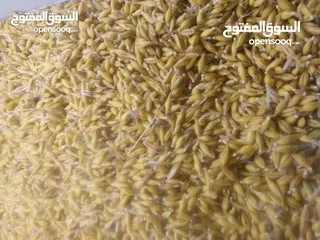  17 استنبات شعير  شعير مستنبت Sprouted   صواني استنبات شعير Barley germination barley