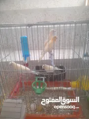  3 مخاليف كنار عدد 10