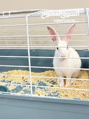  9 Selling a Dwarf Rex Mix Rabbit