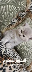  2 ذكر بريتش للتزاوج