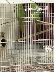  5 Australian Zebra finch and 2 Parrots  both come with separate cage