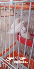  3 جوزين روز البينو مع فراخ مفطومه