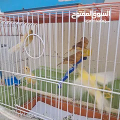  1 عصافير كنار للبيع
