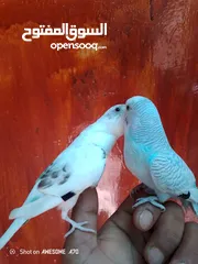  1 متاح جوز حب وحبه كوكتيل للبيع اقرا التفاصيل جيدا