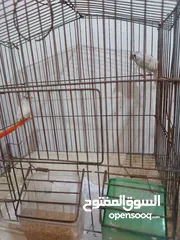  3 عصفورين جنه لون ابيض