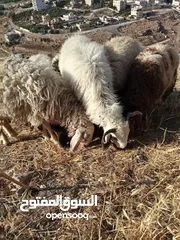  3 خرفان للبيع