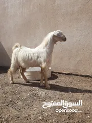  1 صخل و صخله من حلال الجواميد