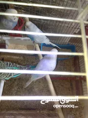 9 اللبيع 3جواز حب اللبيع اربد دوار صحاره مع 3كواخ وقفص 3معالف