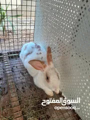  1 هجين ببيون و فرنسي