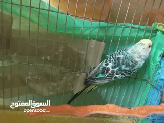  18 طيور للبيع النوع طيور الحب الأسترالي سعر الطائر الواحد 5 دنانير