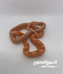  1 Scaleless Corn Snakes