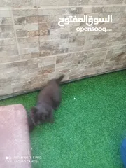  7 قطة يورك الأمريكية النادره