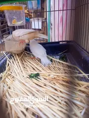  1 ثلاث جواز جانبو  جنه جوز تحتهم بيض