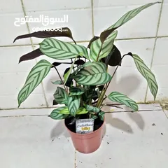  29 indoor airpurify plants