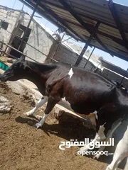  1 بقرة لحم للبيع