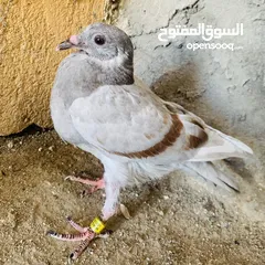  3 افراخ زواجل للبيع