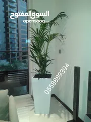 2 OFFICE , HOTELS INDOOR PLANTS AND POT'S