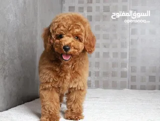  2 toy poodle T_cup now in  جراء توي بودل كوري بجميع الوراق والاثباتات