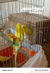  6 طيور حب مع فراخ عدد 2 للبيع بحاله ممتازه