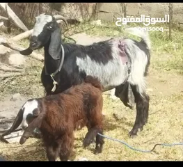  1 عنزتين،،،،