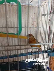  2 كنارى ذكر للبيع