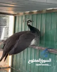  1 للبيع طاووس وتيس جيكي