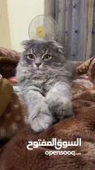  7 Scottish Fold + Himalayan