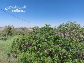  3 ارض زيتون  4 دونمات  للبيع في عنيبه قرب الدكتور محمد نوح القضاه